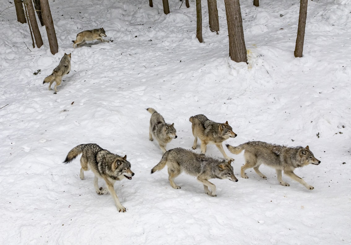 Απόδραση λύκων απο ζωολογικό κήπο: Αγέλη ξέφυγε κάτω από τη μύτη επισκεπτών