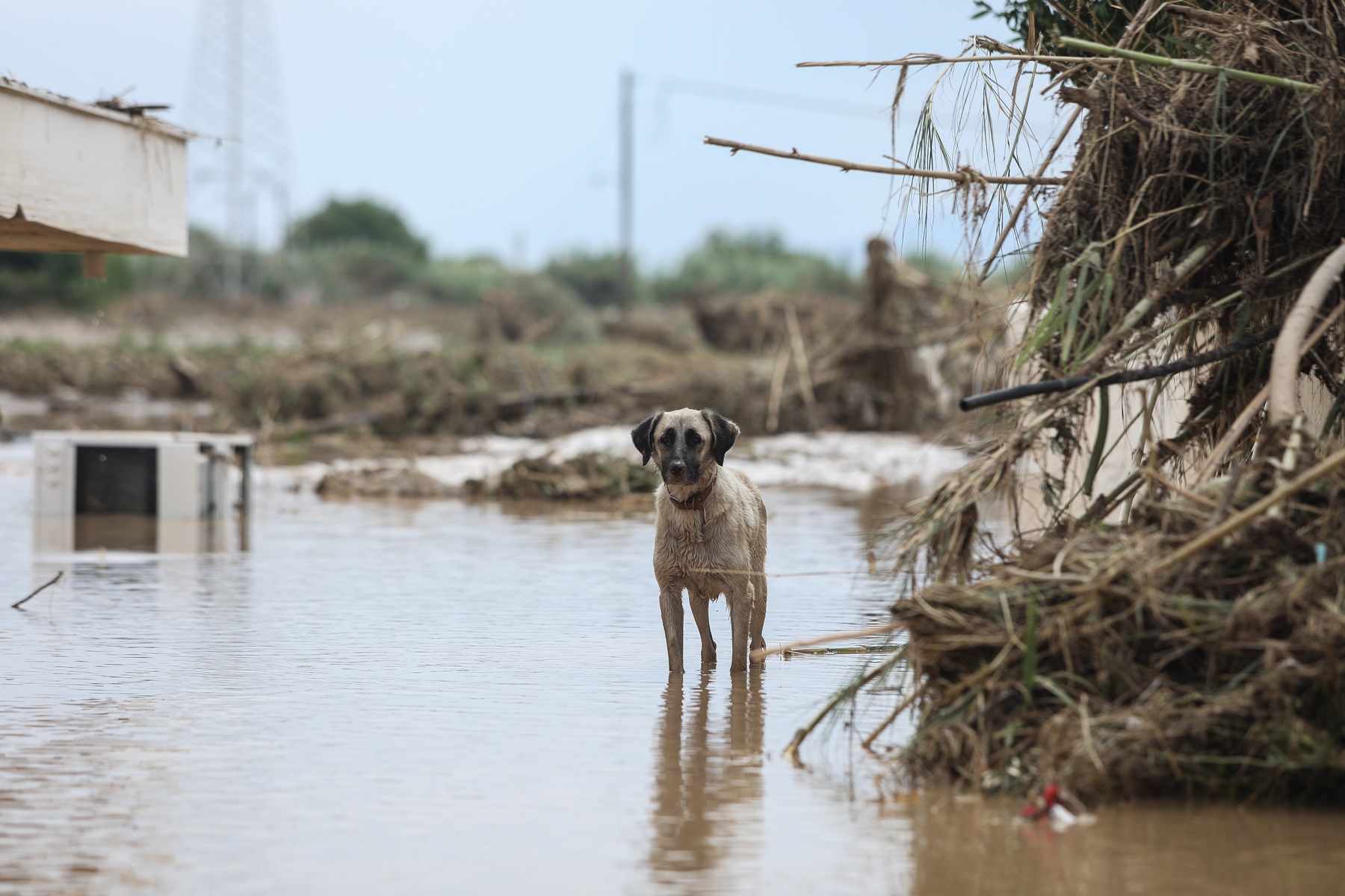 Σπερχειός πλημμύρες: Κινδύνεψε να πνιγεί για να σώσει 35 σκυλάκια