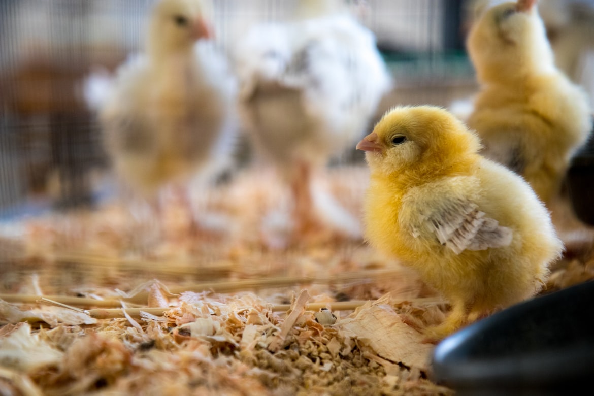 Γρίπη των πτηνών 2021 – Τσεχία: Προς εκτέλεση 80.000 μολυσμένα κοτόπουλα