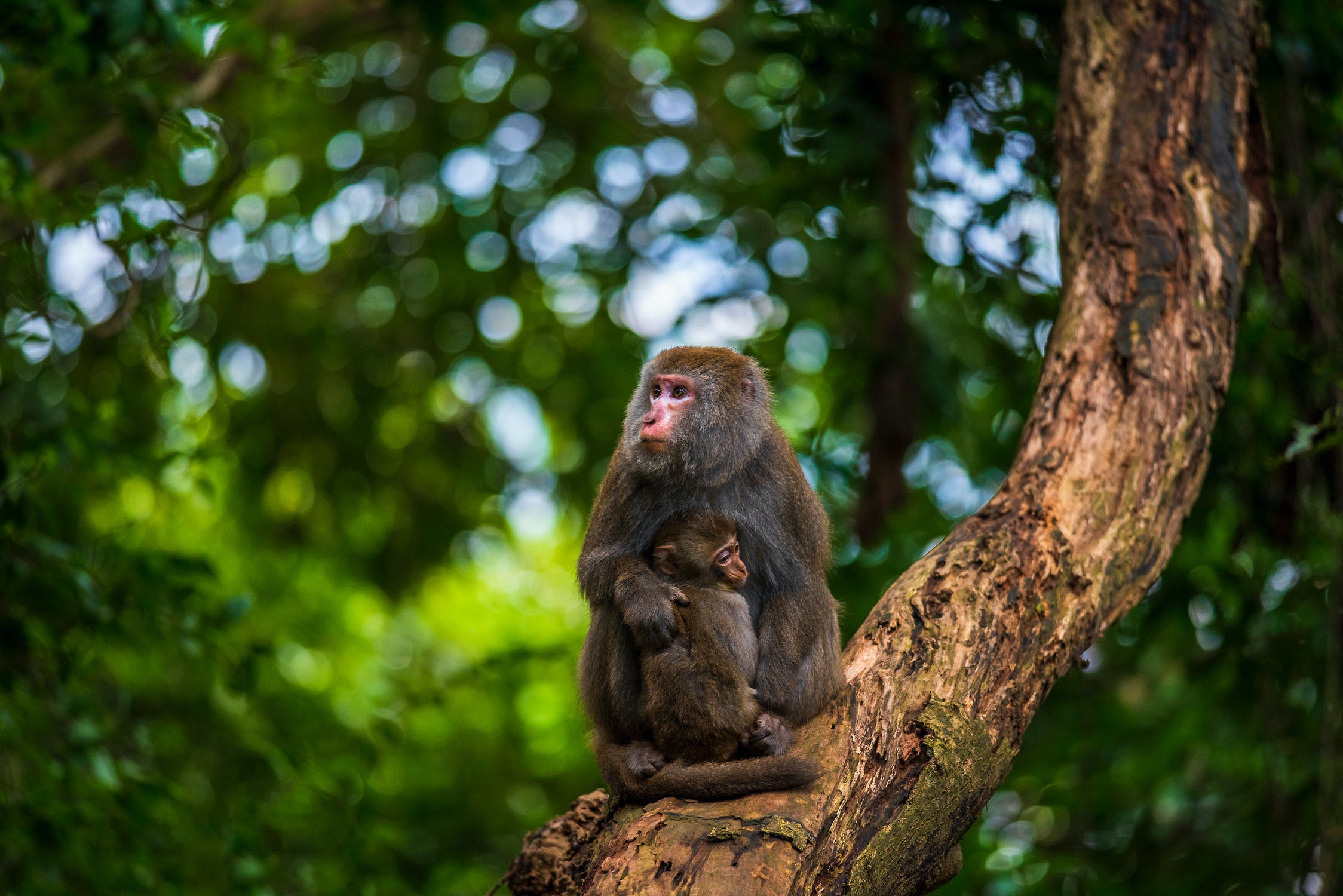 Μαϊμούδες Ινδία: Συνελήφθησαν για τον θάνατο κουταβιών
