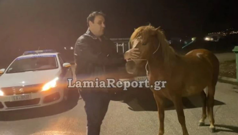 Άλογο στη Λαμία: Ξέφυγε και έτρεχε αφιονισμένο στην πόλη