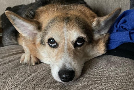 Viral βίντεο με σκύλους: Ένα corgi παρηγορεί έναν άνδρα που έχασε το σκυλάκι του