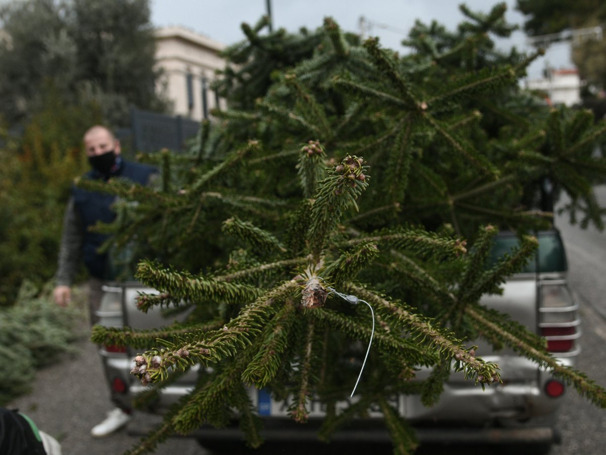 Δήμος Ελευσίνας: «Στην πόρτα σας» για τα χριστουγεννιάτικα δέντρα