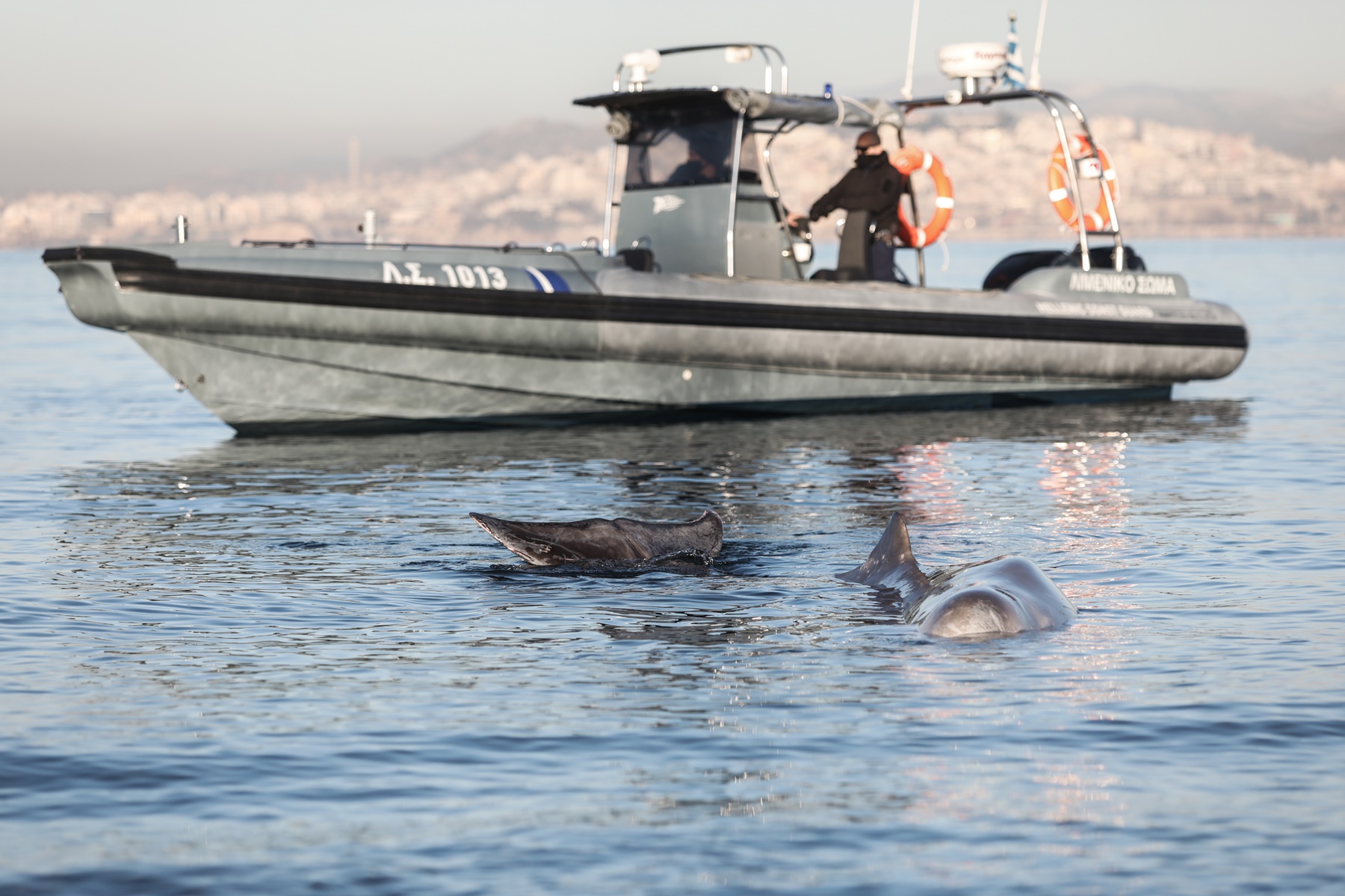 Φάλαινα Άλιμος: Πώς μπορεί να βρέθηκε στην παραλία – “Μάχη” για να σωθεί