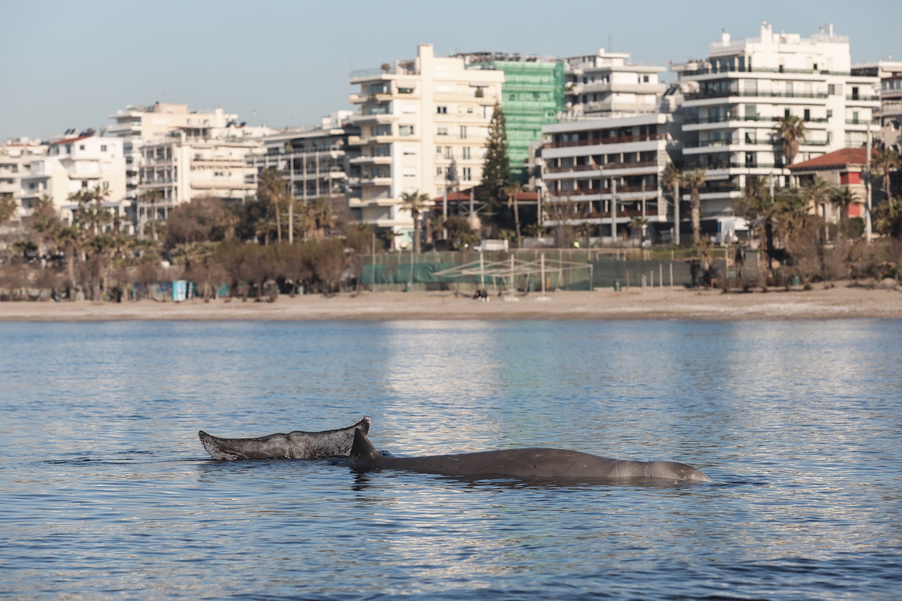 Φάλαινα – πιτσιρικάς: Η viral φωτογραφία με το αγοράκι