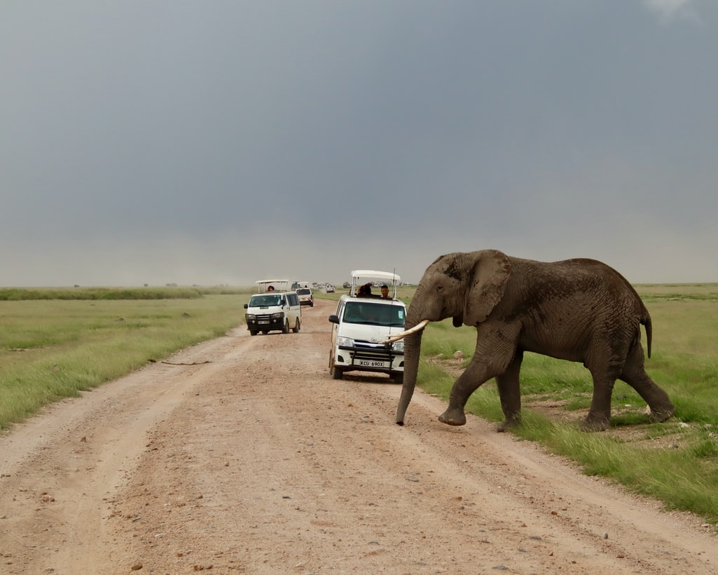 Επίθεση ελέφαντα σε αυτοκίνητο: Σοκαριστικό βίντεο
