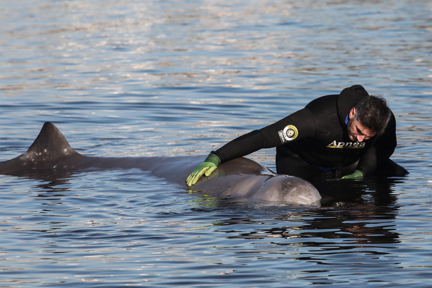 Φάλαινα Άλιμος – τι έχει: Σε εξέλιξη η επιχείρηση διάσωσης