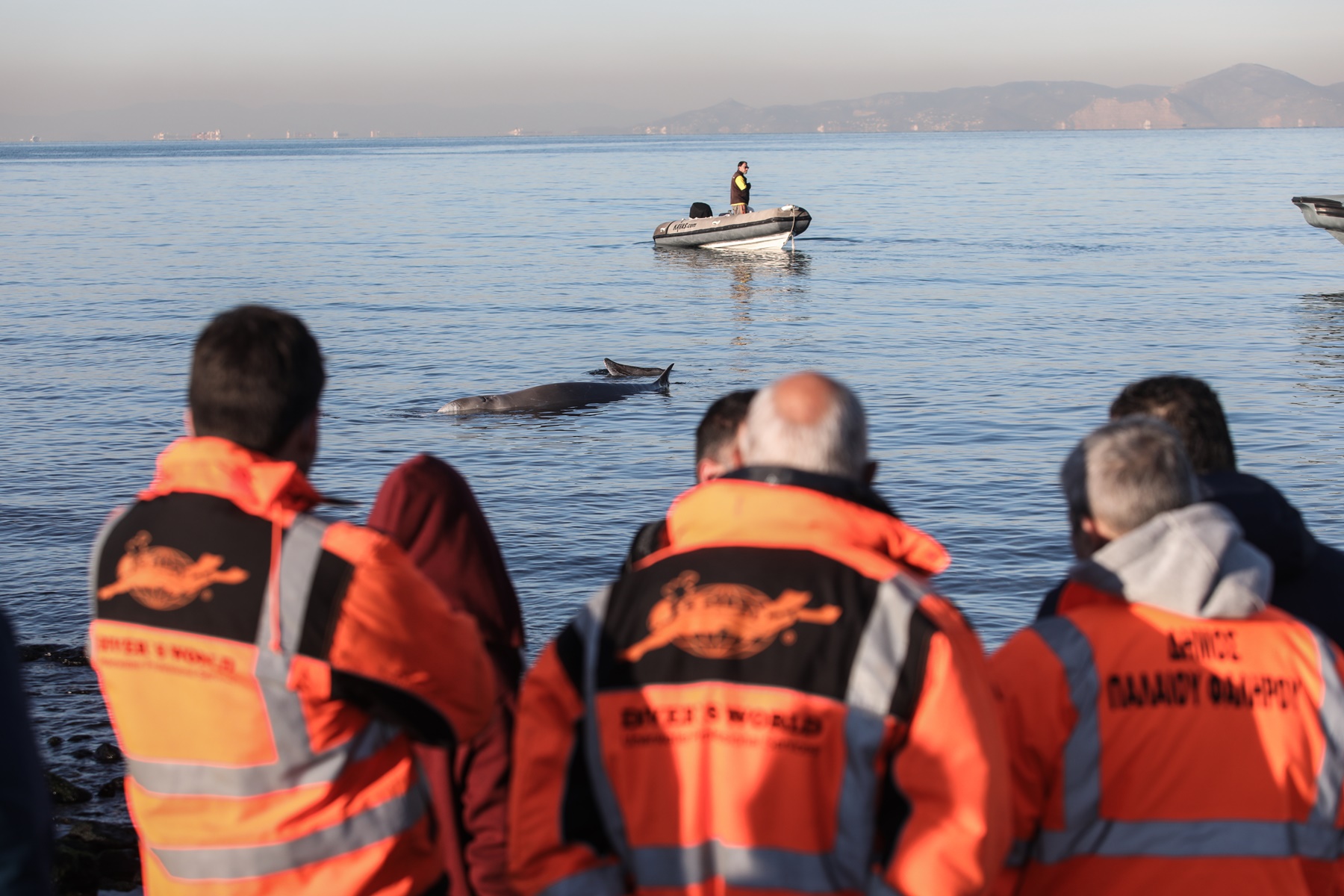 Φάλαινα στον Άλιμο: Εθεάθη στη Σαλαμίνα αλλά προσάραξε ξανά