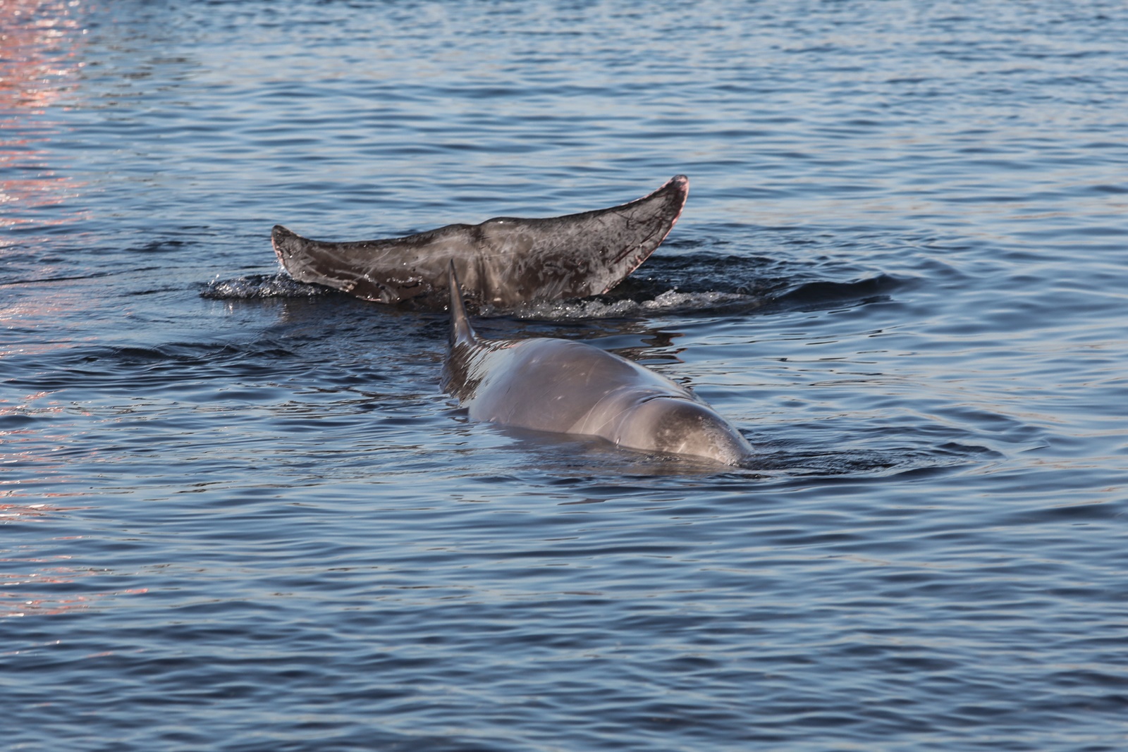 Φάλαινα Άλιμος νέα: Ηρωικές οι προσπάθειες για να σωθεί ο ζιφιός