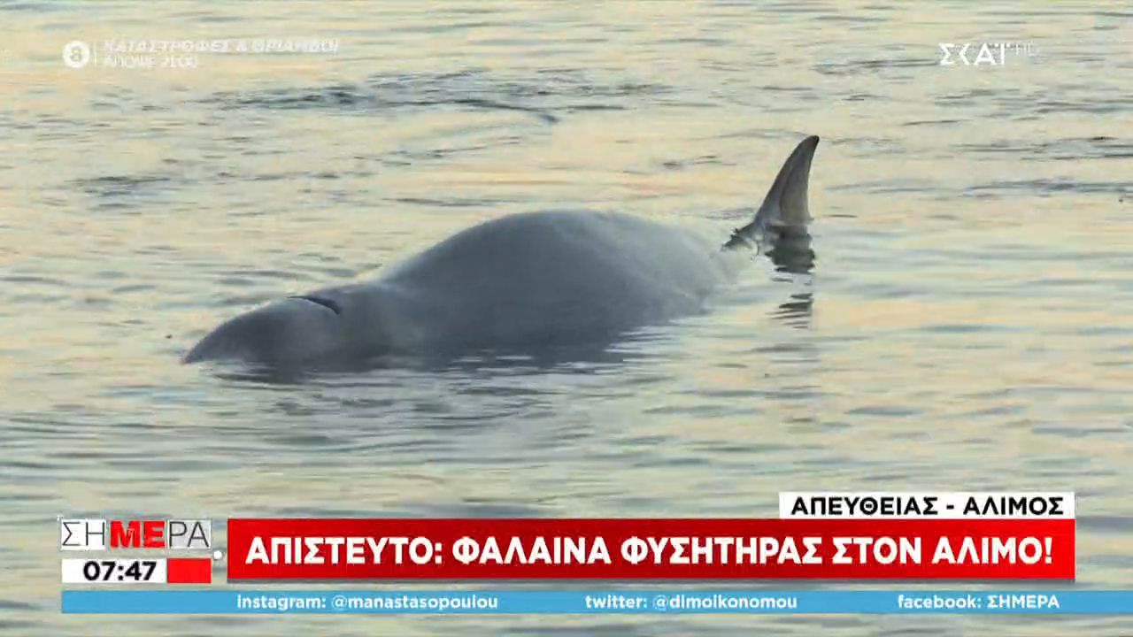 Φάλαινα Άλιμος: Συγκινητική εικόνα με το τραυματισμένο θηλαστικό
