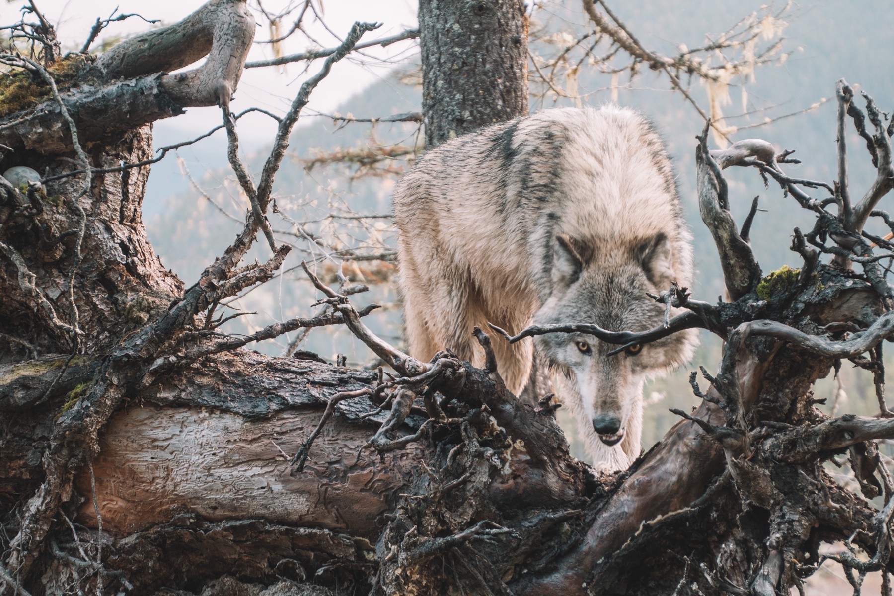 Λύκος στο Διόνυσο: “Μεγάλο και εξαιρετικά άγριο το ζώο” – Εμφανίστηκε σε αυλή!