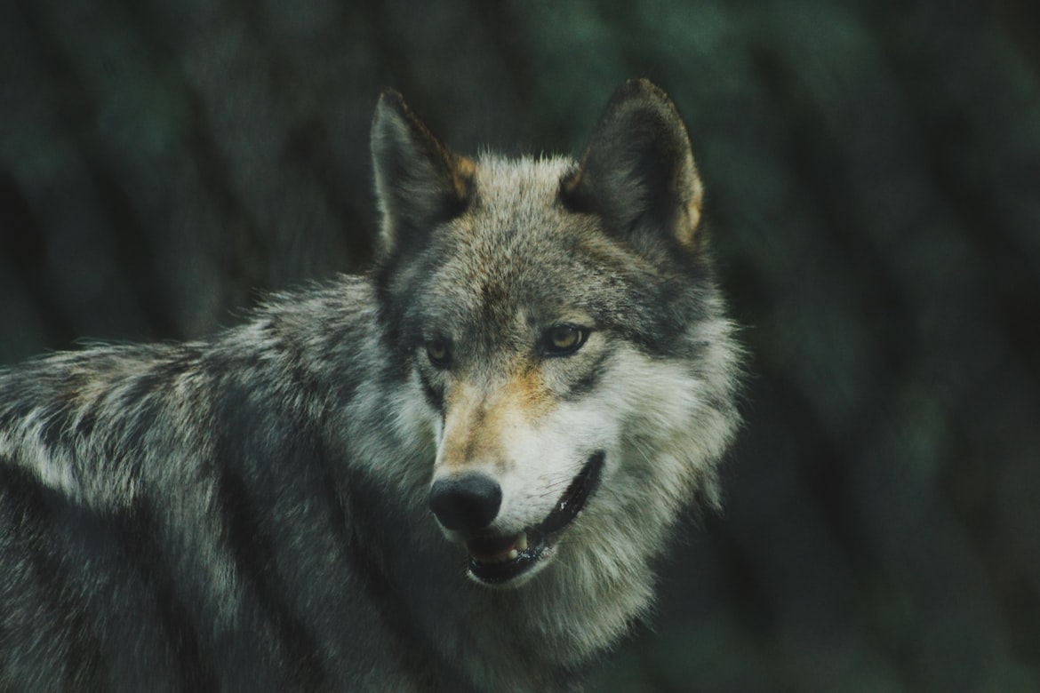 Λύκος στο Δίστομο: Βόλτα… ανάμεσα στα σπίτια!