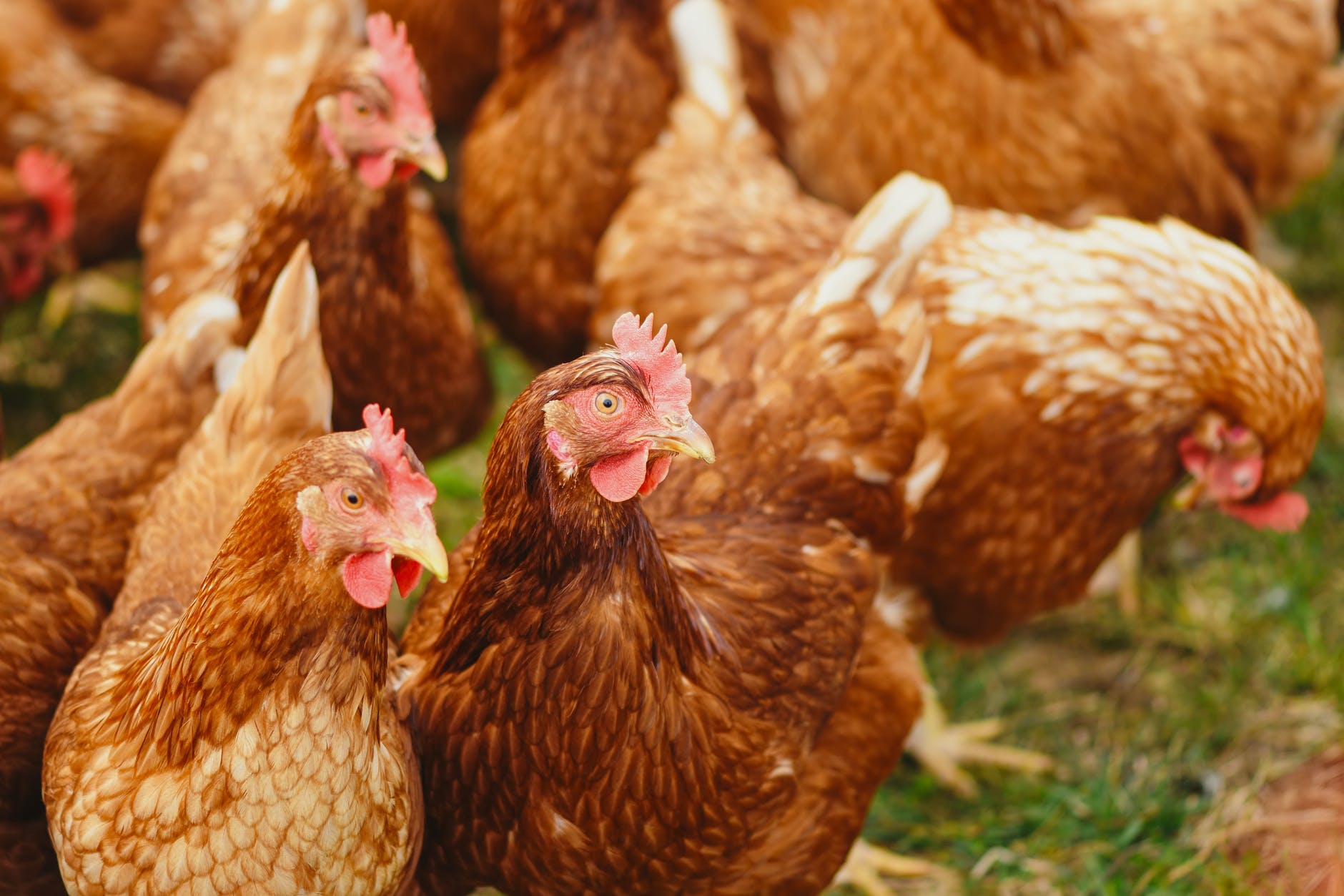 Γρίπη των πτηνών – Ολλανδία: Θάνατος για εκατοντάδες χιλιάδες πουλερικά