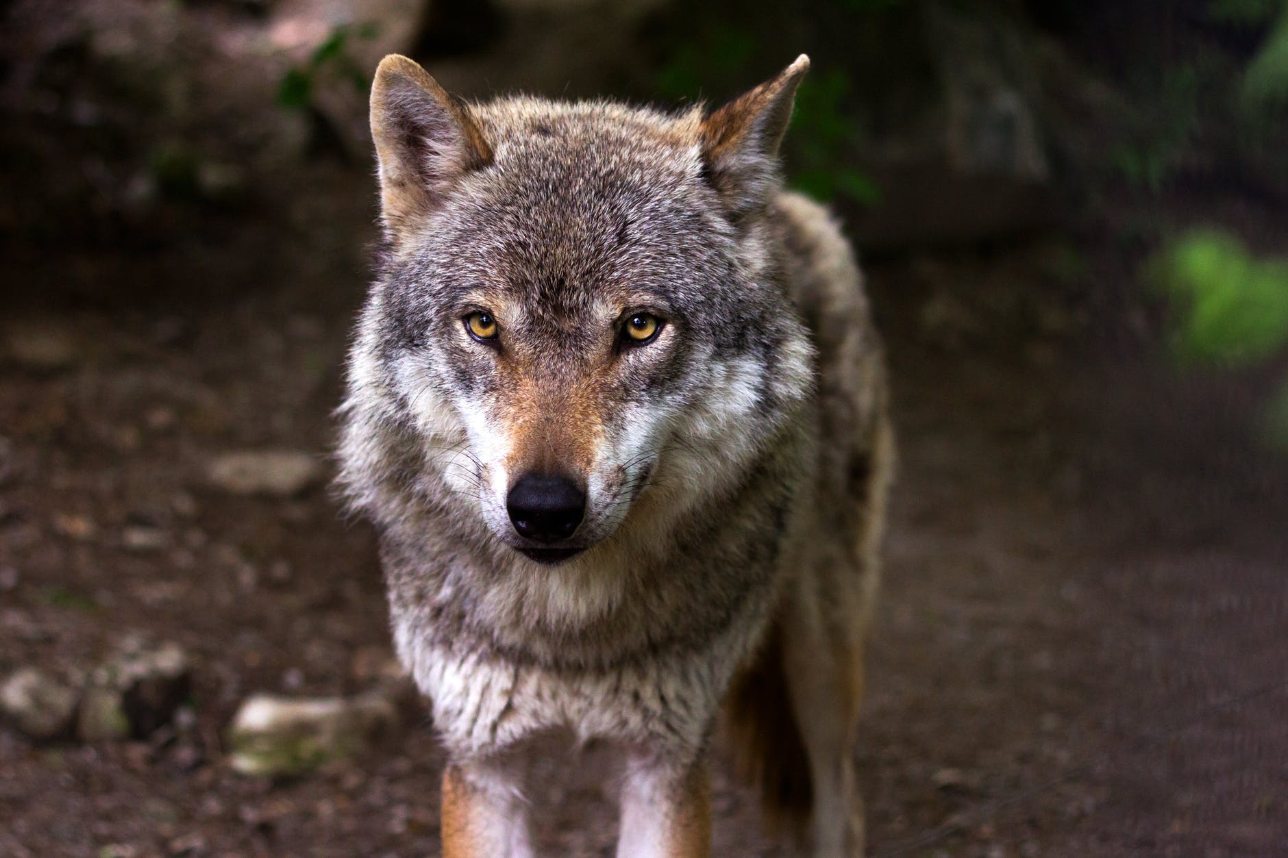 Λύκος στην Πάρνηθα – επίθεση: Όρμησε σε οικογένεια και τους έφαγε τον σκύλο