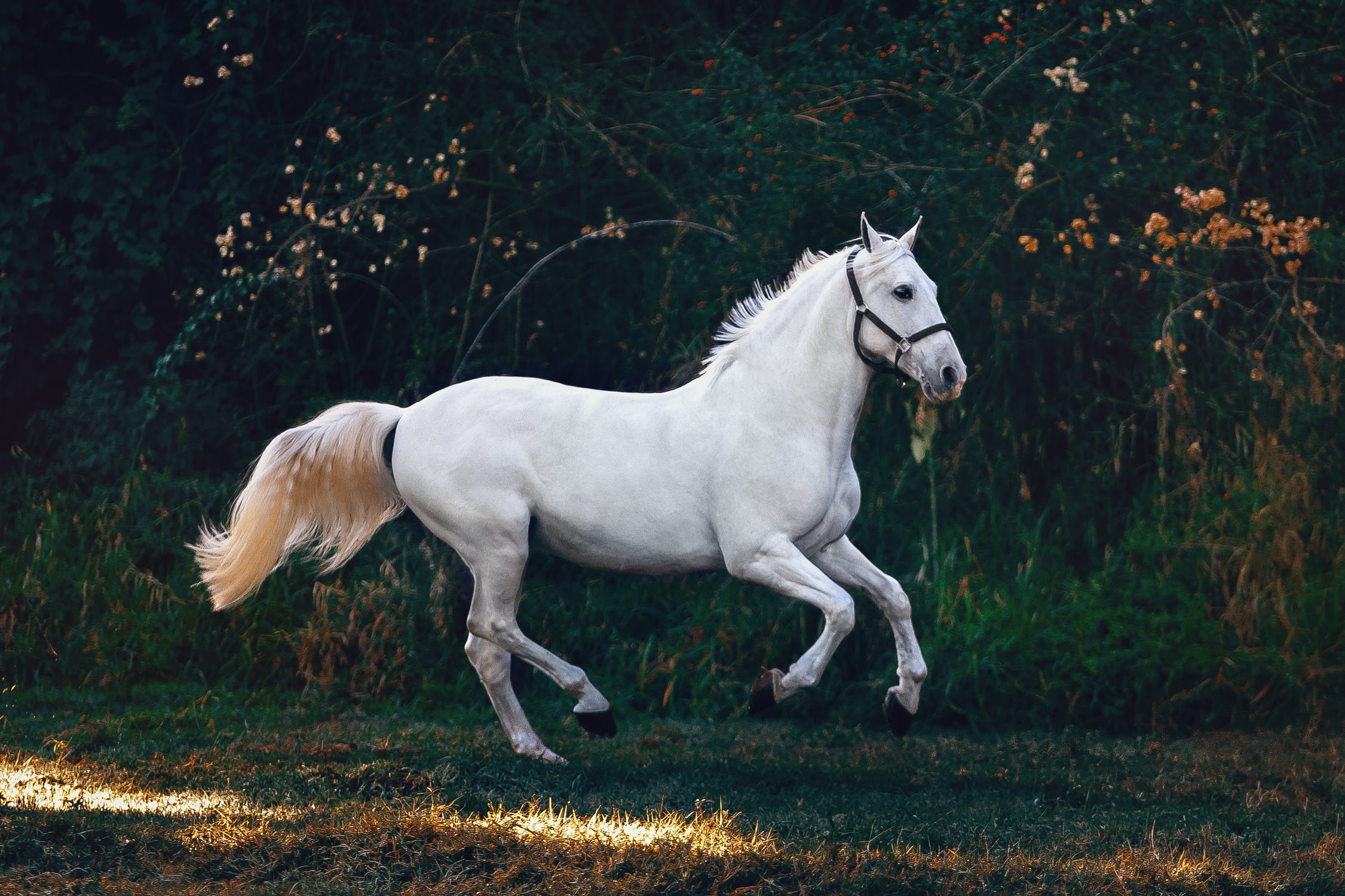 Ολυμπιονίκης χτυπάει άλογο: Αποτροπιασμός με το βίντεο που έρχεται στη δημοσιότητα