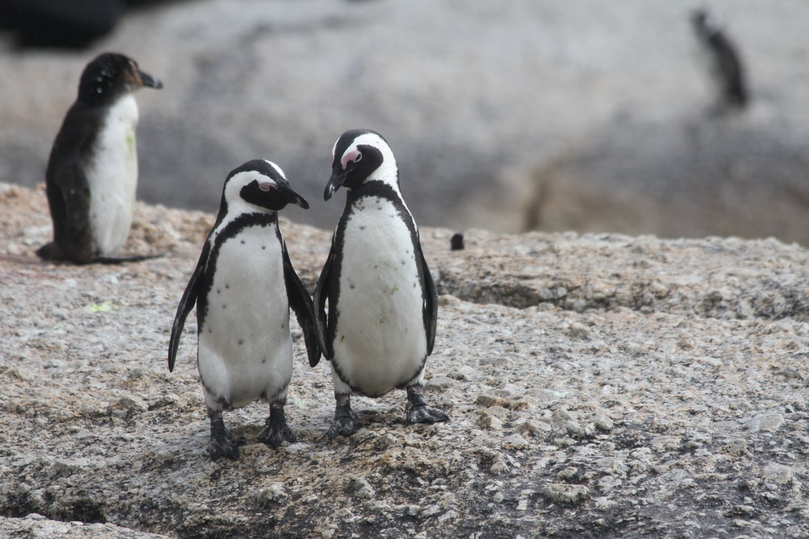 Ομοφυλόφιλοι πιγκουίνοι: Ο Έλμερ και ο Λίμα έγιναν ανάδοχοι γονείς