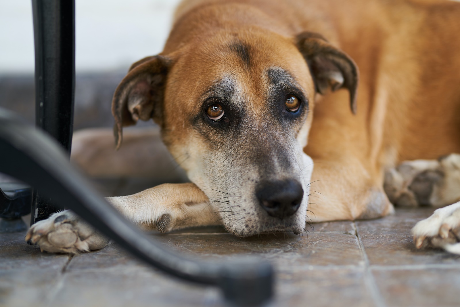 Σκύλος Μπρούνο – Θεσσαλονίκη: «Πέρασε πάνω του και το εγκατέλειψε αιμόφυρτο»