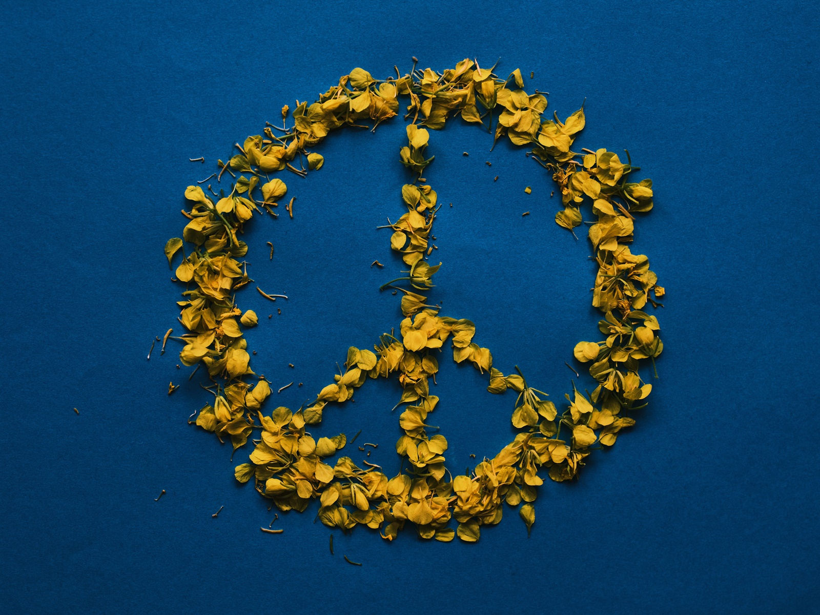Πόλεμος στην Ουκρανία: Μήνυμα ειρήνης από Εντ Σίραν, Καμίλα Καμπέγιο και Snow Patro