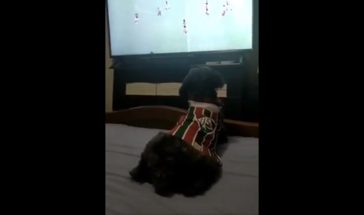Viral: Σκύλος οπαδός της Φλουμινένσε πανηγύρισε γκολ κόντρα στην Φλαμένγκο
