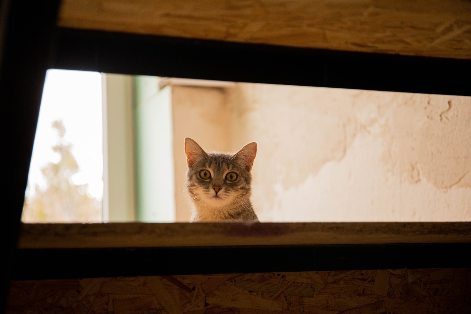 Σκότωσε γάτα: Η σοκαριστική ομολογία 24χρονου στην Πάτρα