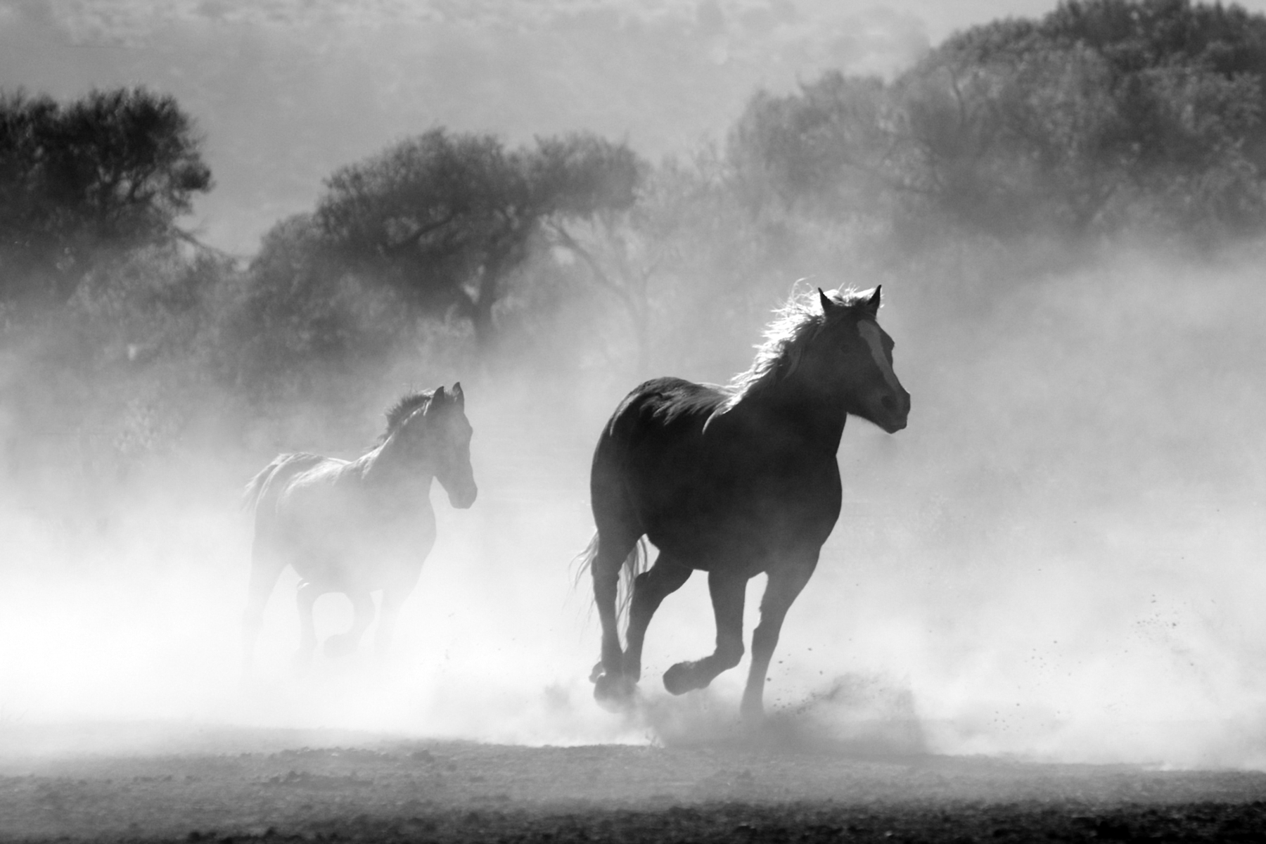 Σύγκρουση με άλογα: Στιγμές τρόμου για νεαρούς στη Ναυπακτία