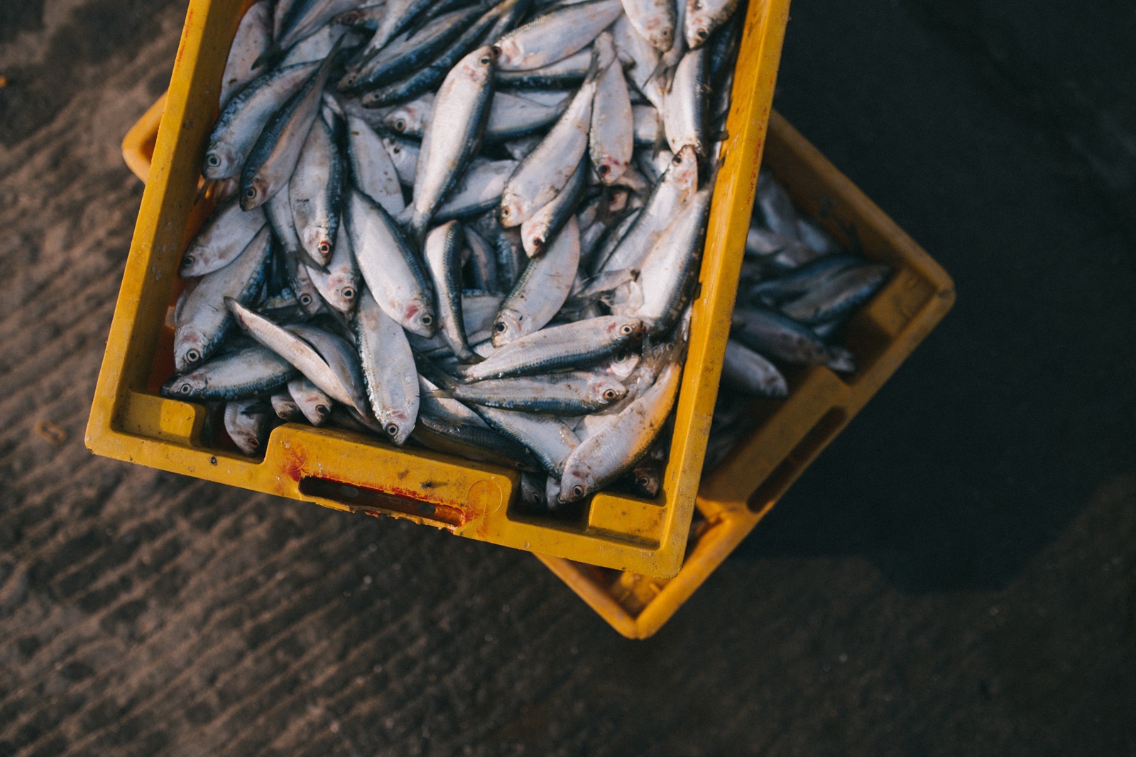 Ψάρεμα στα Τρίκαλα: Γιατί απαγορεύτηκε