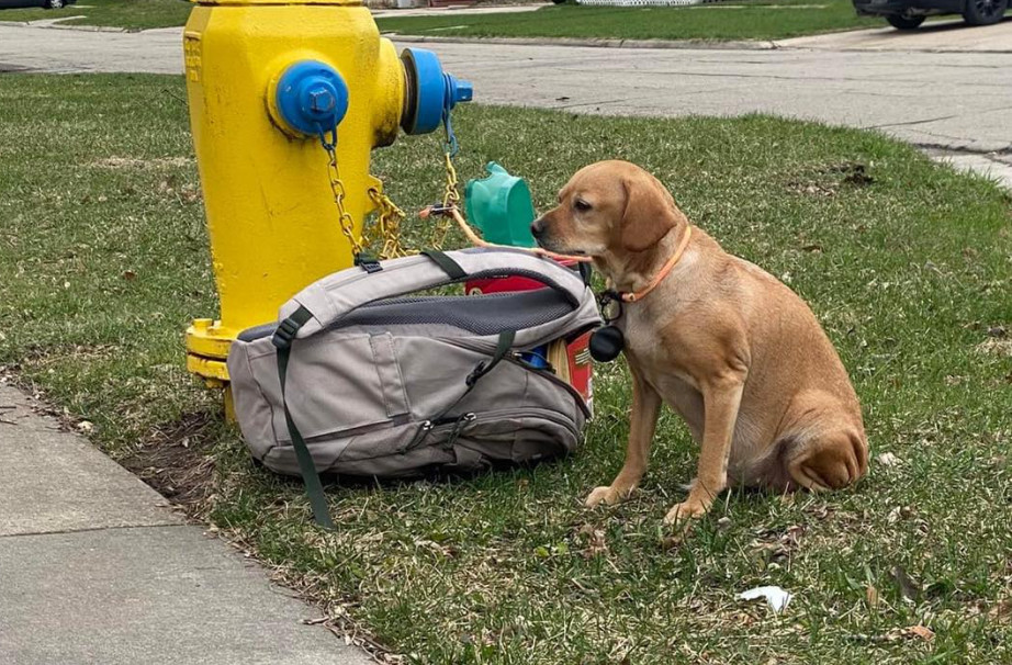 Εγκατάλειψη σκύλου: Τον παράτησαν με μια τσάντα κι ένα σημείωμα με εξηγήσεις
