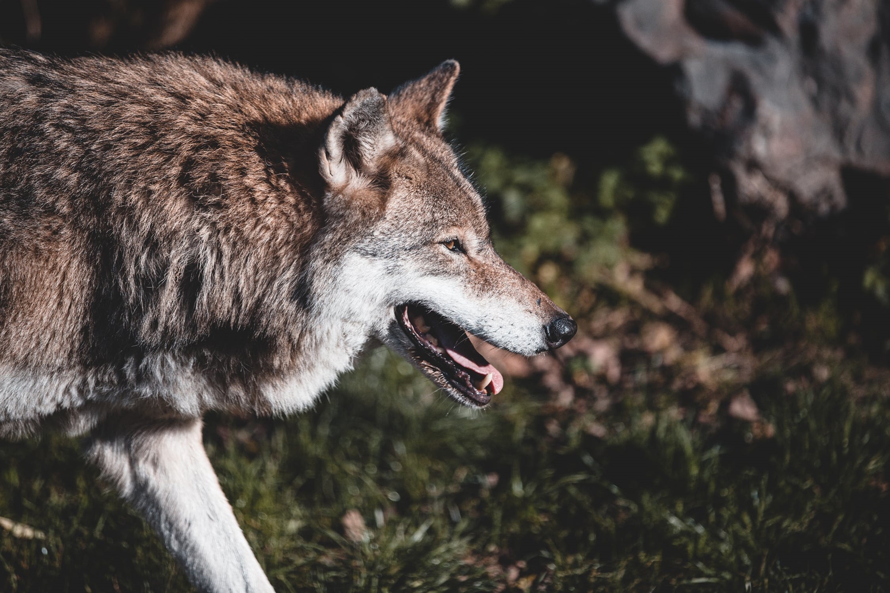 Λύκος Ισθμός: Απρόοπτο για τους κατοίκους της περιοχής