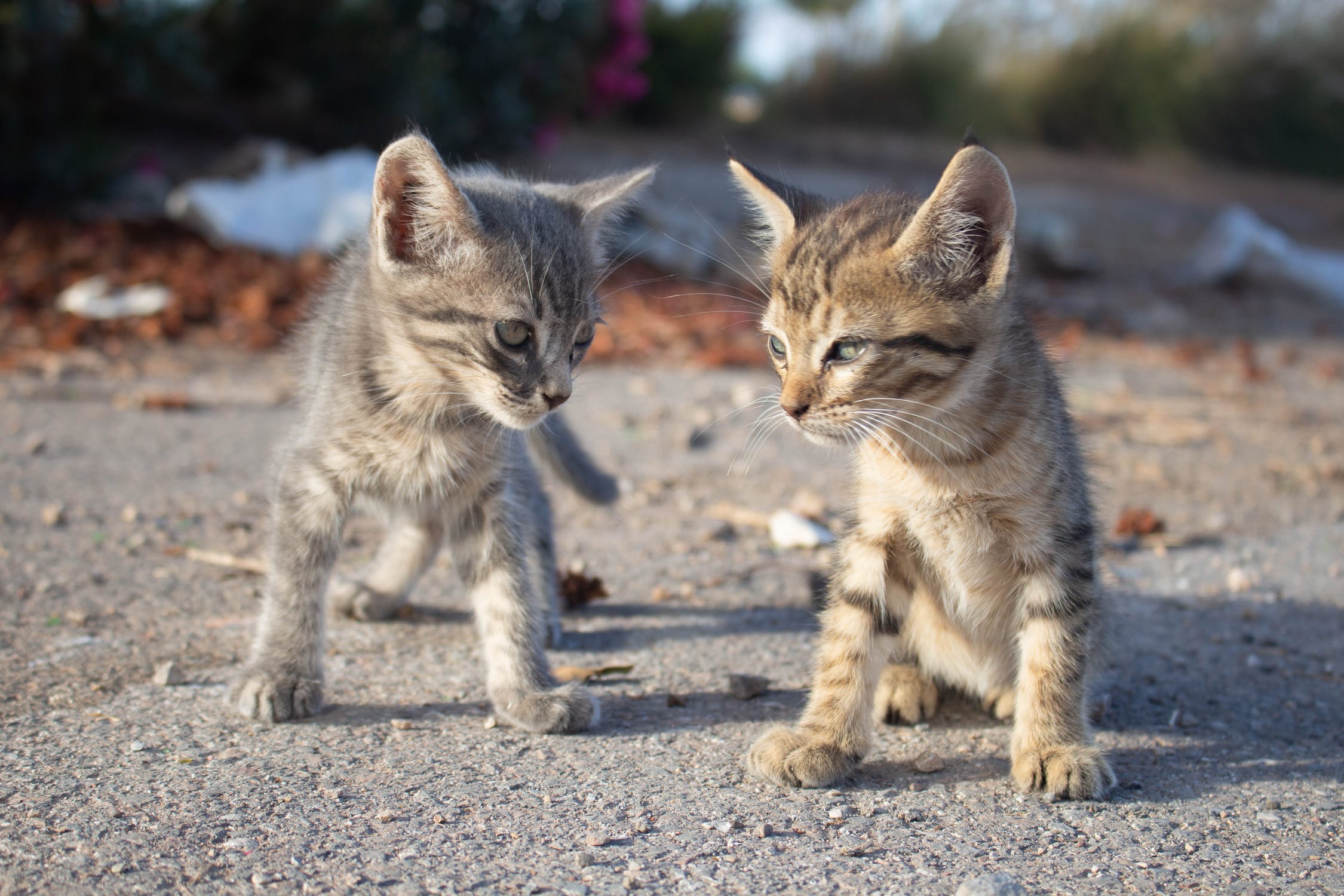 Τεμάχισαν γάτες: Φρικτή κτηνωδία στη Θεσσαλονίκη