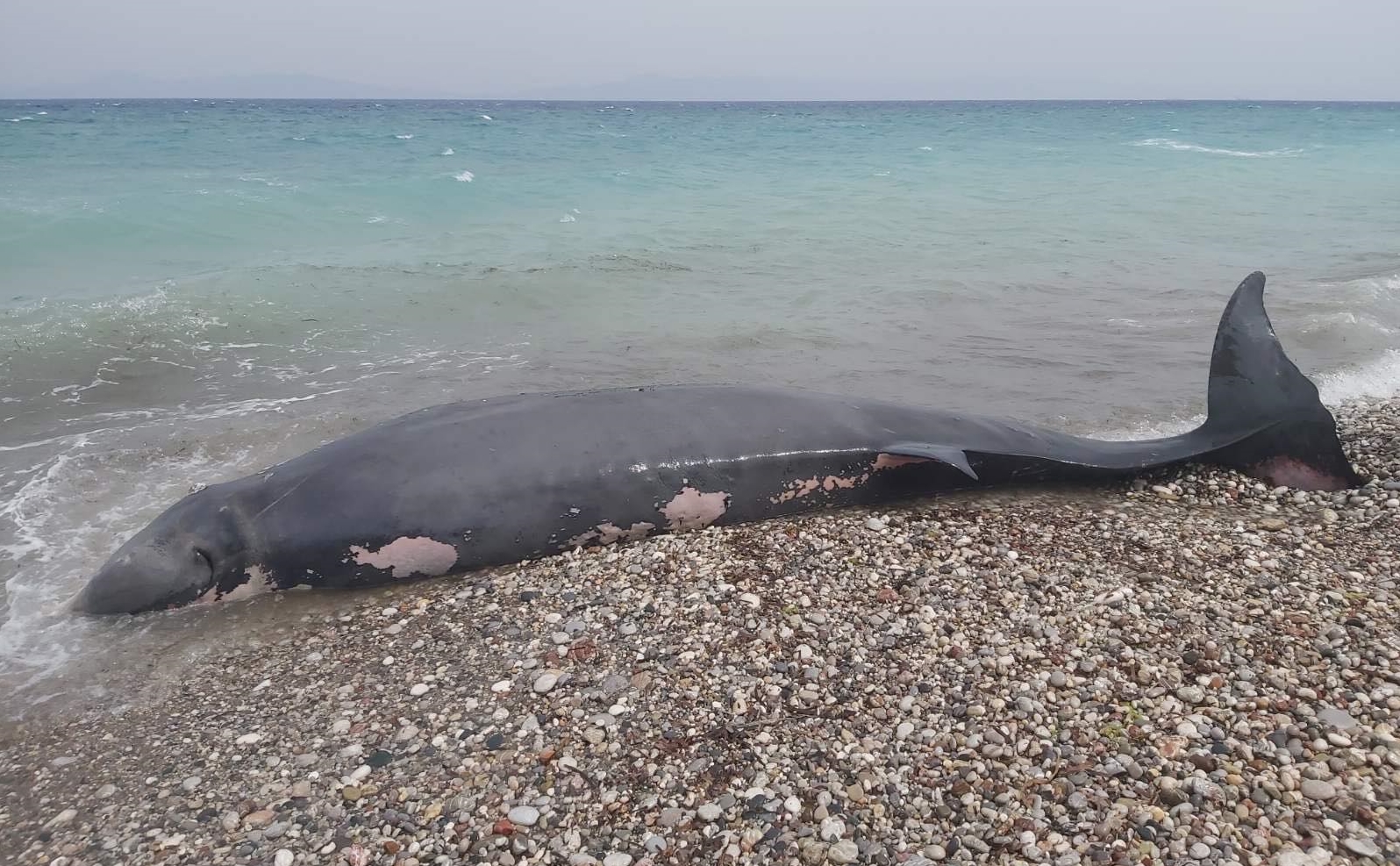 Ζιφιός Ρόδος: Νεκρή φάλαινα, είχε καταπιεί πολλά κιλά πλαστικά