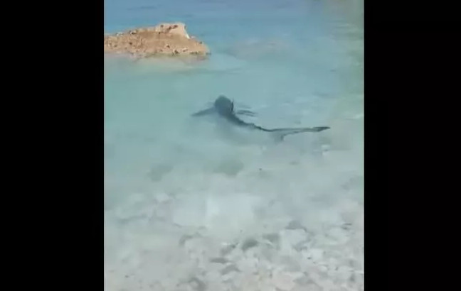 Γαλάζιος καρχαρίας Ιόνιο: Δείτε βίντεο!