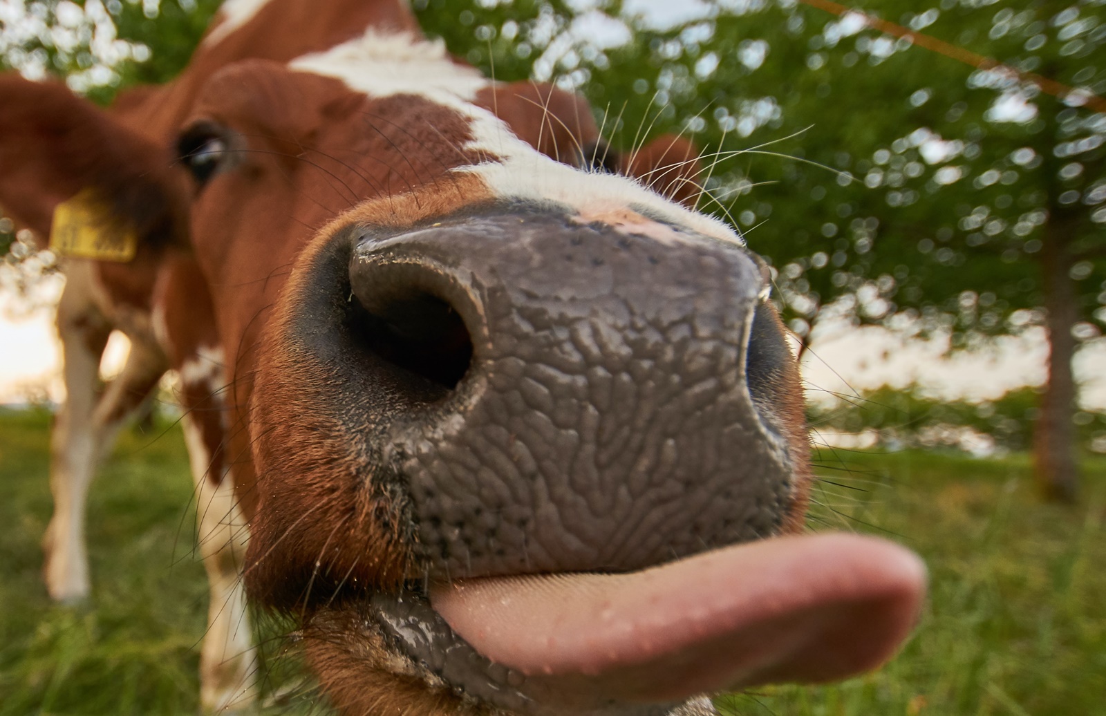 Ρέψιμο αγελάδων: Η Νέα Ζηλανδία… παίρνει δραστικα μέτρα