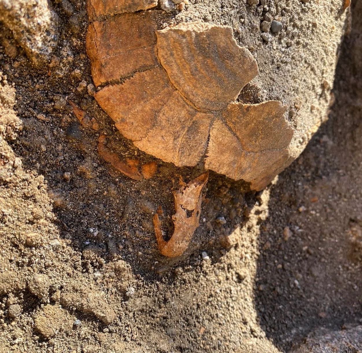 Έγκυος χελώνα Πομπηία: Απίστευτο εύρημα, από το 79 μ.Χ.