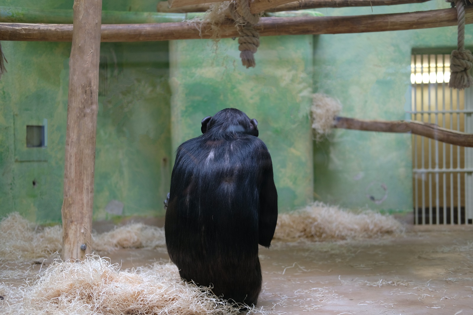 Αττικό Πάρκο χιμπατζής: Σφοδρές αντιδράσεις στο Twitter για τη θανάτωση του ζώου