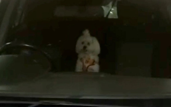 Άφησε το σκύλο στο αυτοκίνητο: Κλειστά παράθυρα και… για ψώνια ο οδηγός!