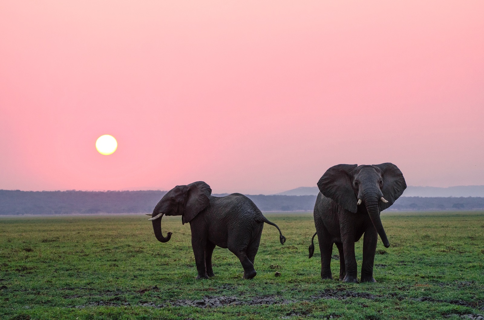 ΚΑΡΠΑ σε ελέφαντα: Απίστευτο βίντεο!