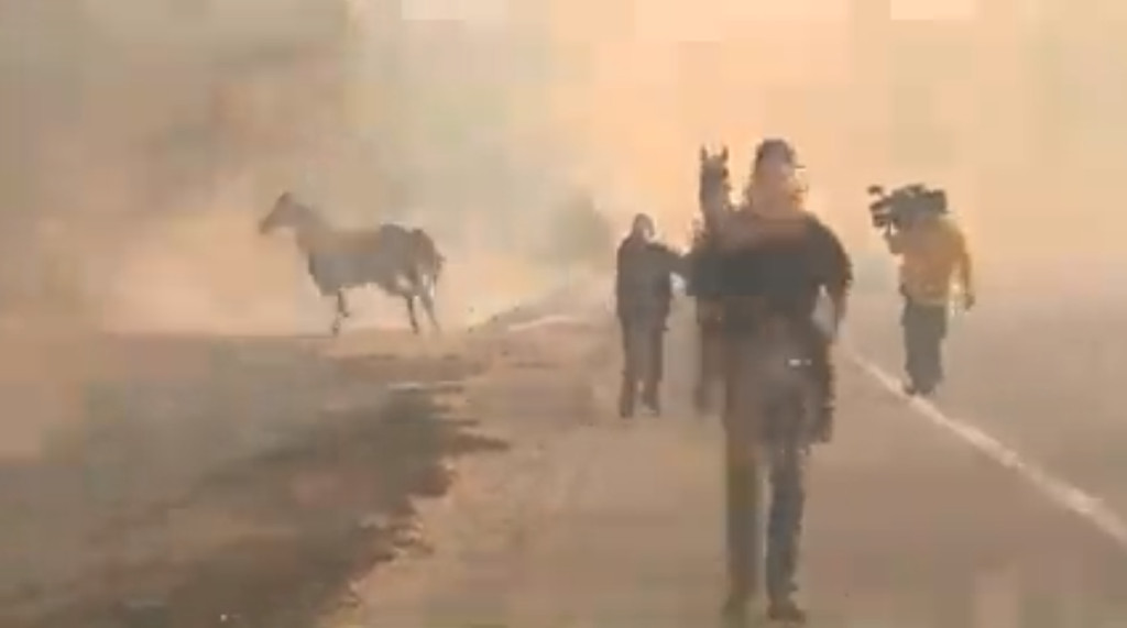 Ζώα στη φωτιά: Το viral βίντεο με το άλογο