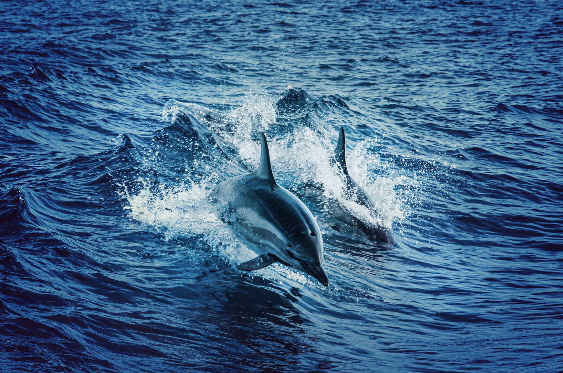 Επίθεση δελφινιού – Ιαπωνία: “Προσοχή, δαγκώνει”