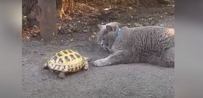 Χελώνα κυνηγάει γάτα: Viral το βίντεο με το ερπετό