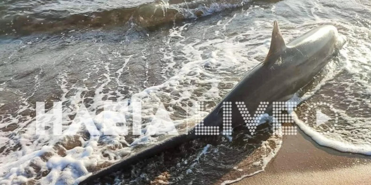 Καρχαρίας Ζαχάρω: Ξεβράστηκε σε παραλία της Ηλείας