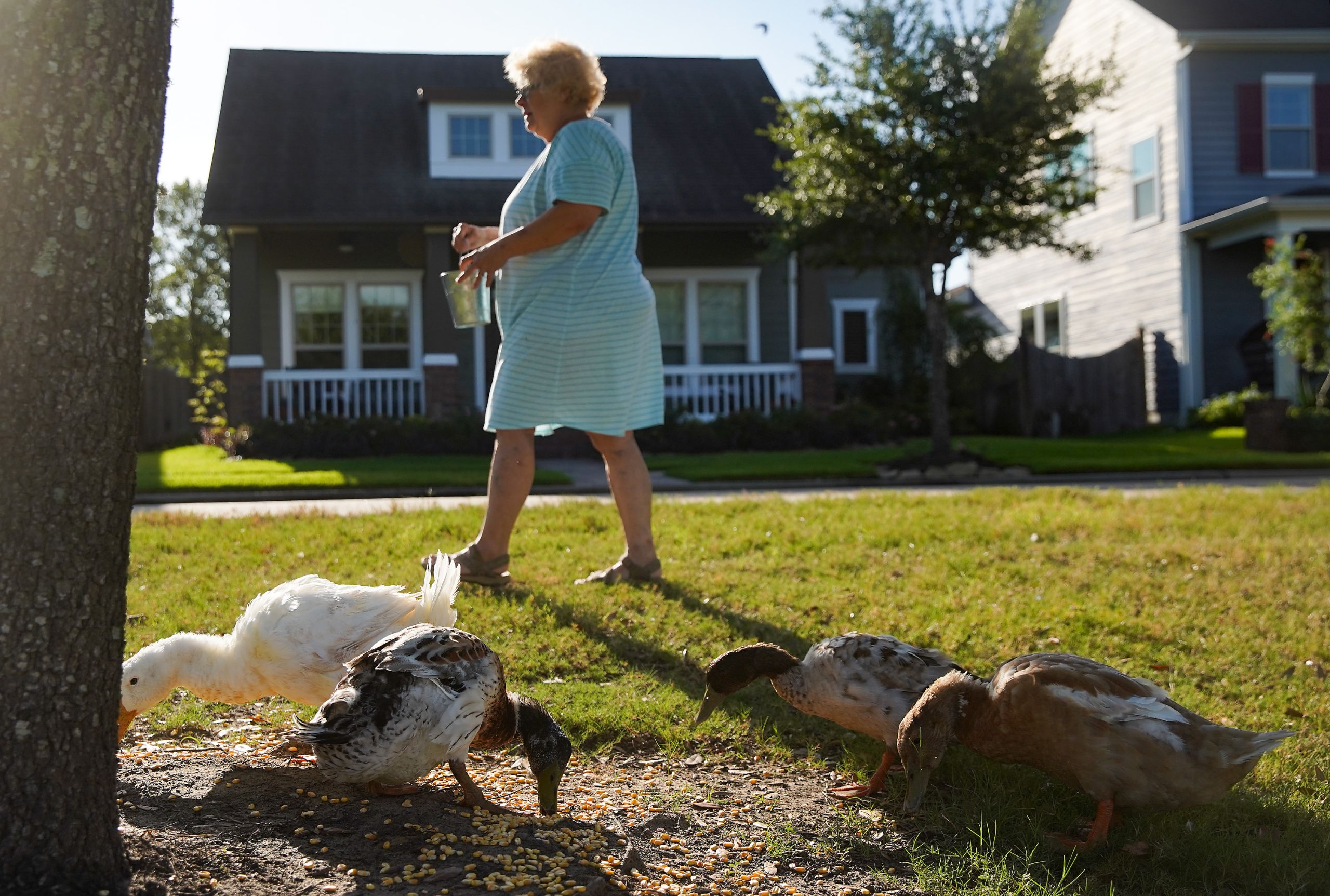 Πάπιες στην αυλή: Γιατί ζευγάρι συνταξιούχων κινδυνεύει να χάσει το σπίτι του