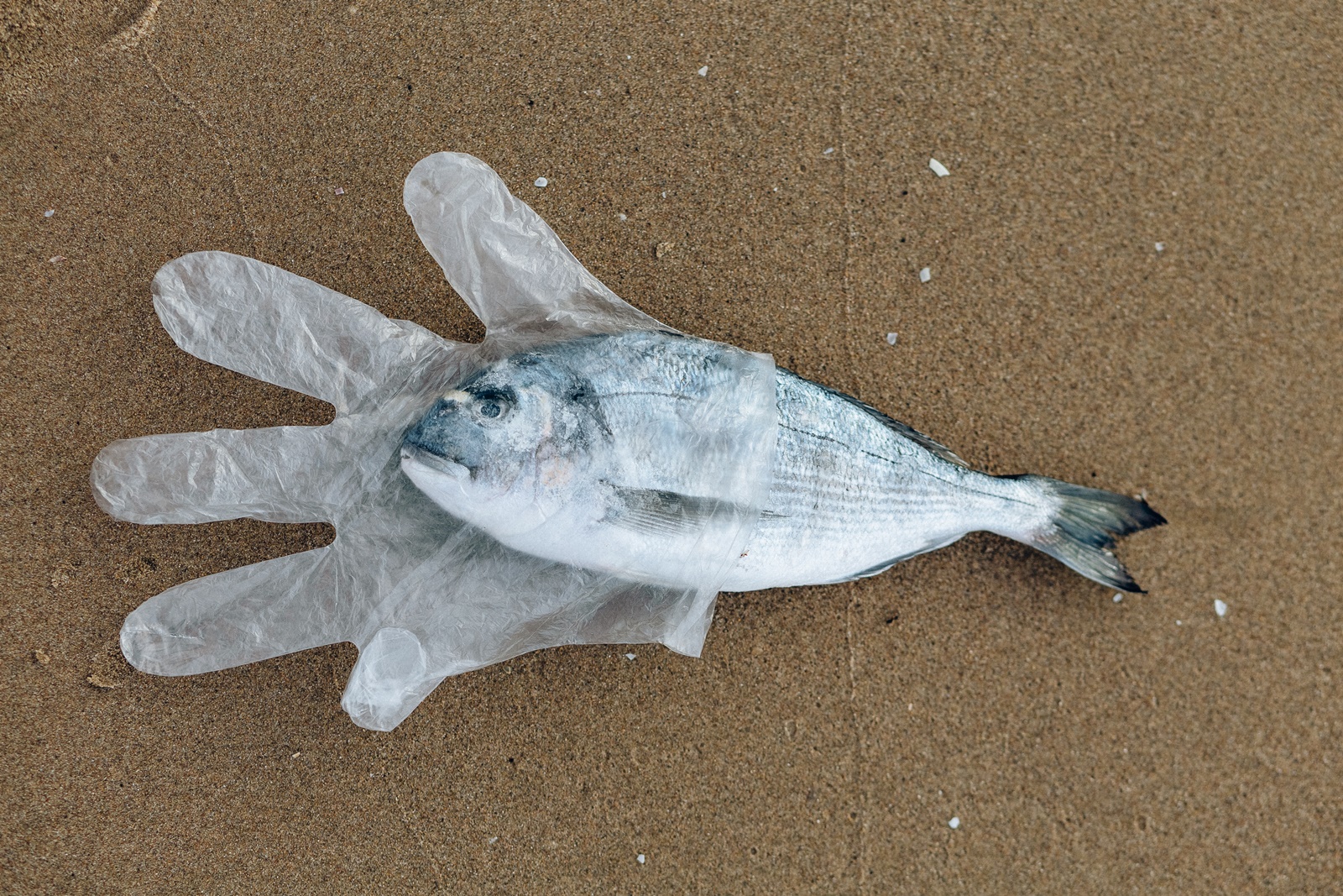 Ρομποτικό ψάρι: Νέα πρωτοπορία – Έτσι θα φύγουν τα μικροπλαστικά από τις θάλασσες