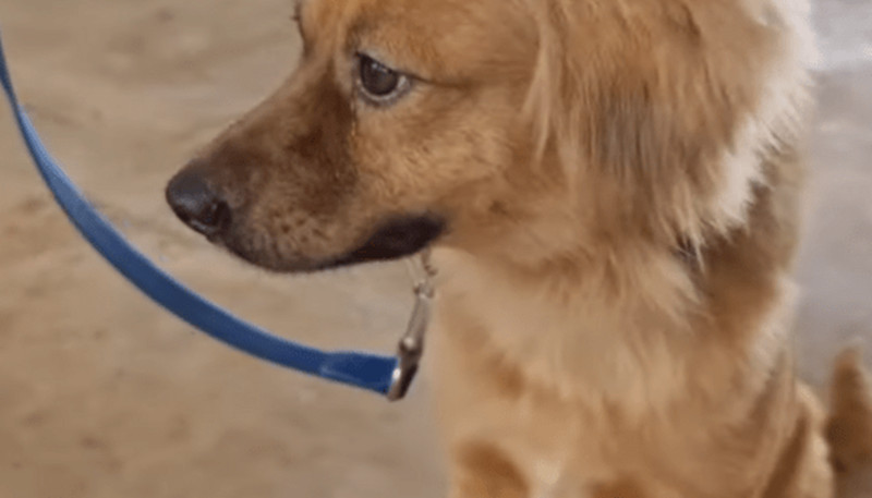 «Μιλάγκρος»: Ο σκύλος που επέζησε 40 ημέρες μέσα σε κοντέινερ, διασχίζοντας τον Ατλαντικό