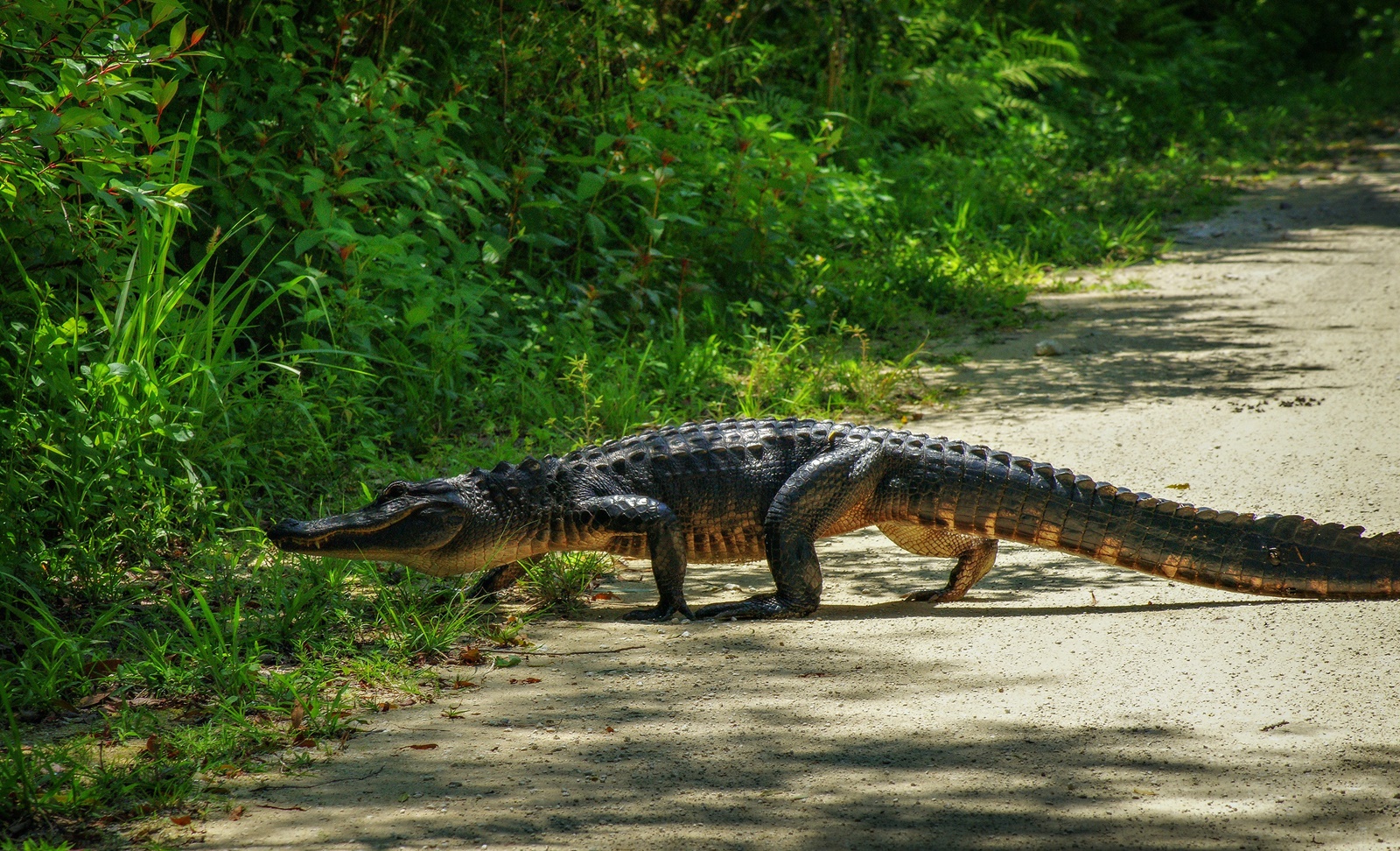 Έβγαλε βόλτα τον αλιγάτορα: Ένα… τουλάχιστον ασυνήθιστο θέαμα