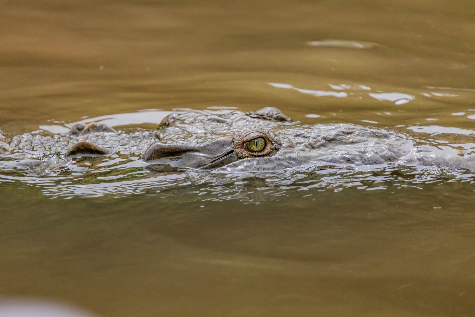 Επίθεση αλιγάτορα σε άνθρωπο: Τρομακτικό βίντεο από λίμνη της Φλόριντα