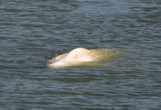 Φάλαινα Σηκουάνας: Απεγνωσμένες προσπάθειες για τη διάσωσή της