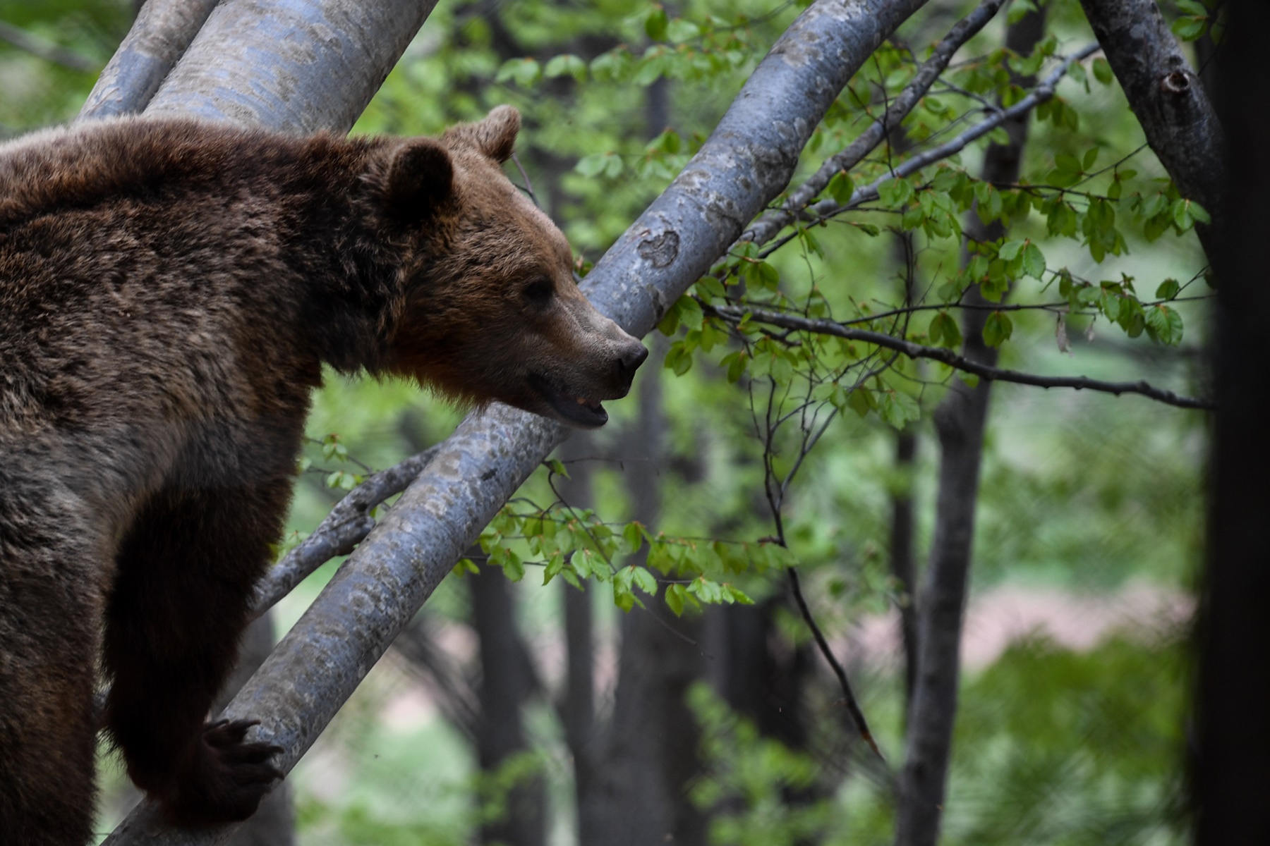 Νεκρές αρκούδες – Φλώρινα: Κτηνωδία στο Σκλήθρο