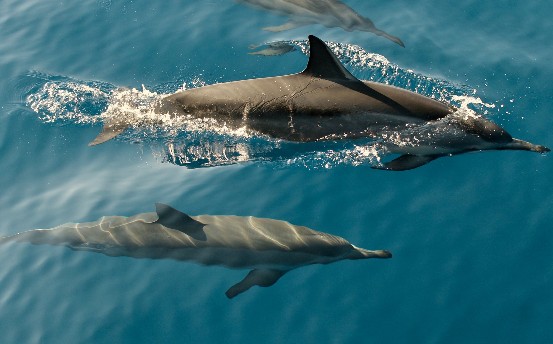 Δελφίνια Χαλκιδική: Παιχνίδια στο νερό στον Άγιο Μάμα