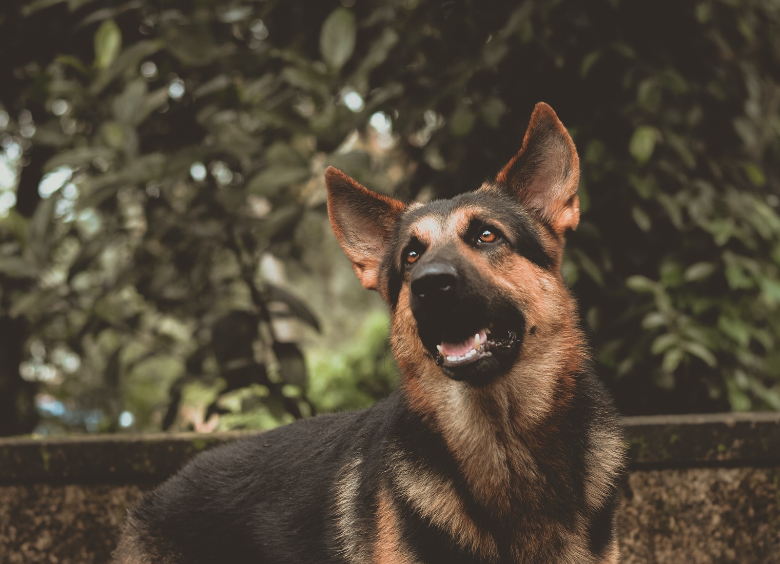 Επίθεση από σκύλο Αγρίνιο: Τραυμάτισε αγοράκι στο αυτί