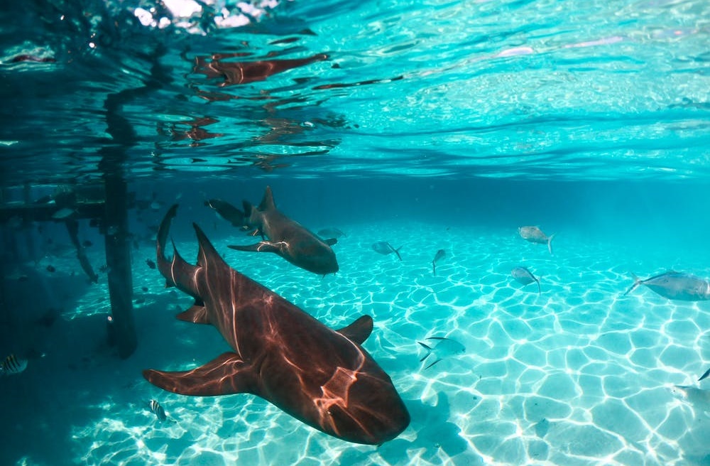 Επίθεση καρχαρία – Μπαχάμες: Εφιαλτικές διακοπές για 8χρονο